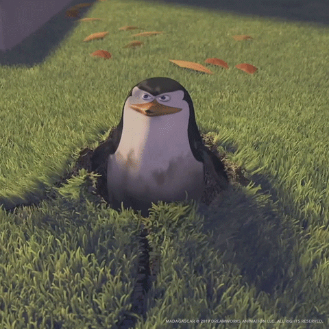 Gif of penguin disappearing