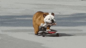 Dog rides skateboard