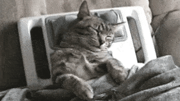 Cat sitting on back massager