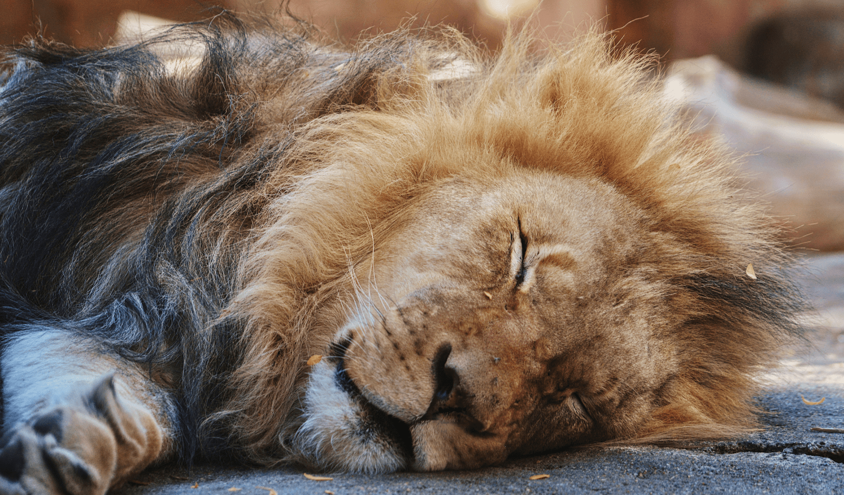A male lion asleep