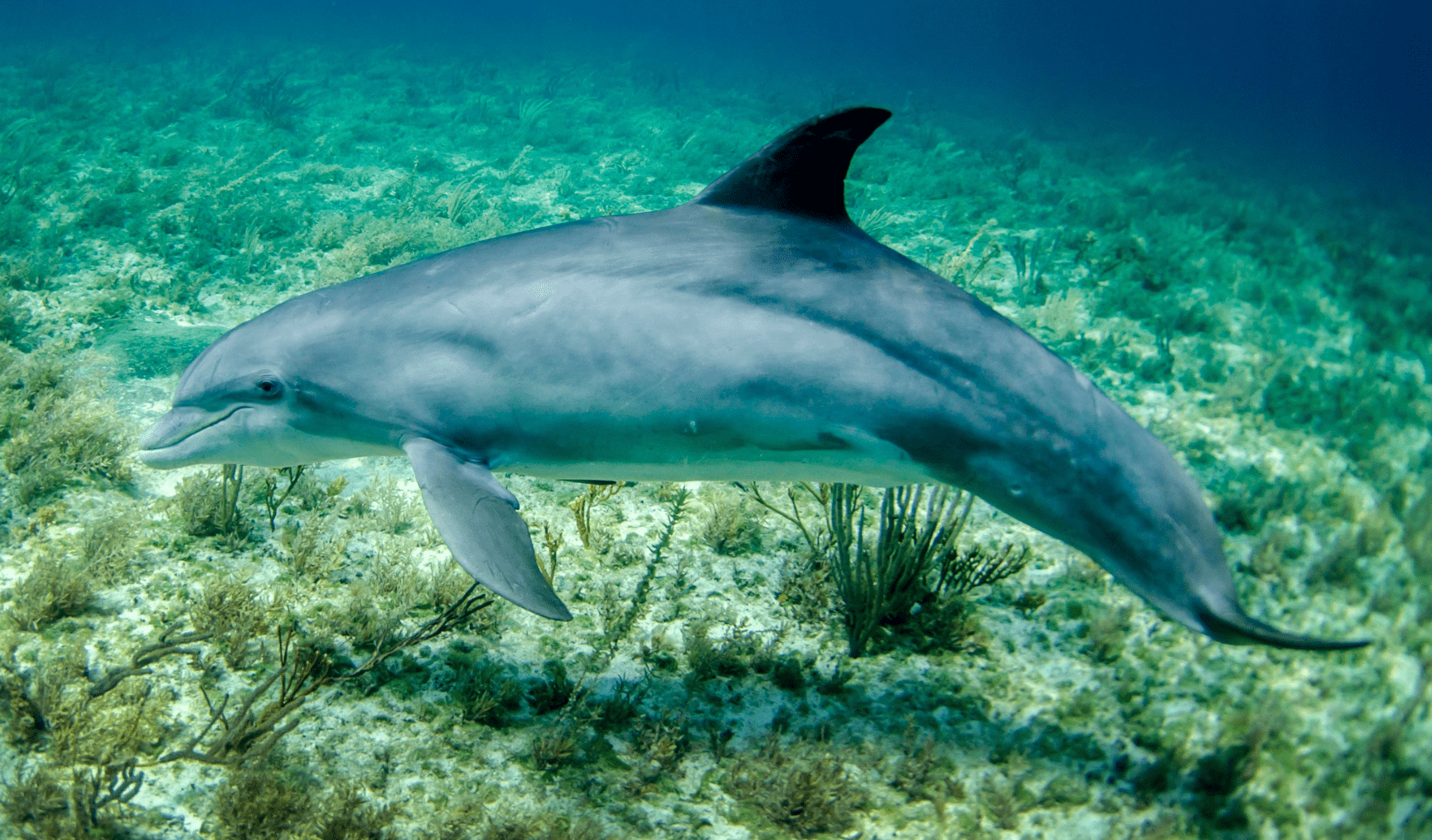 Dolphin in the sea