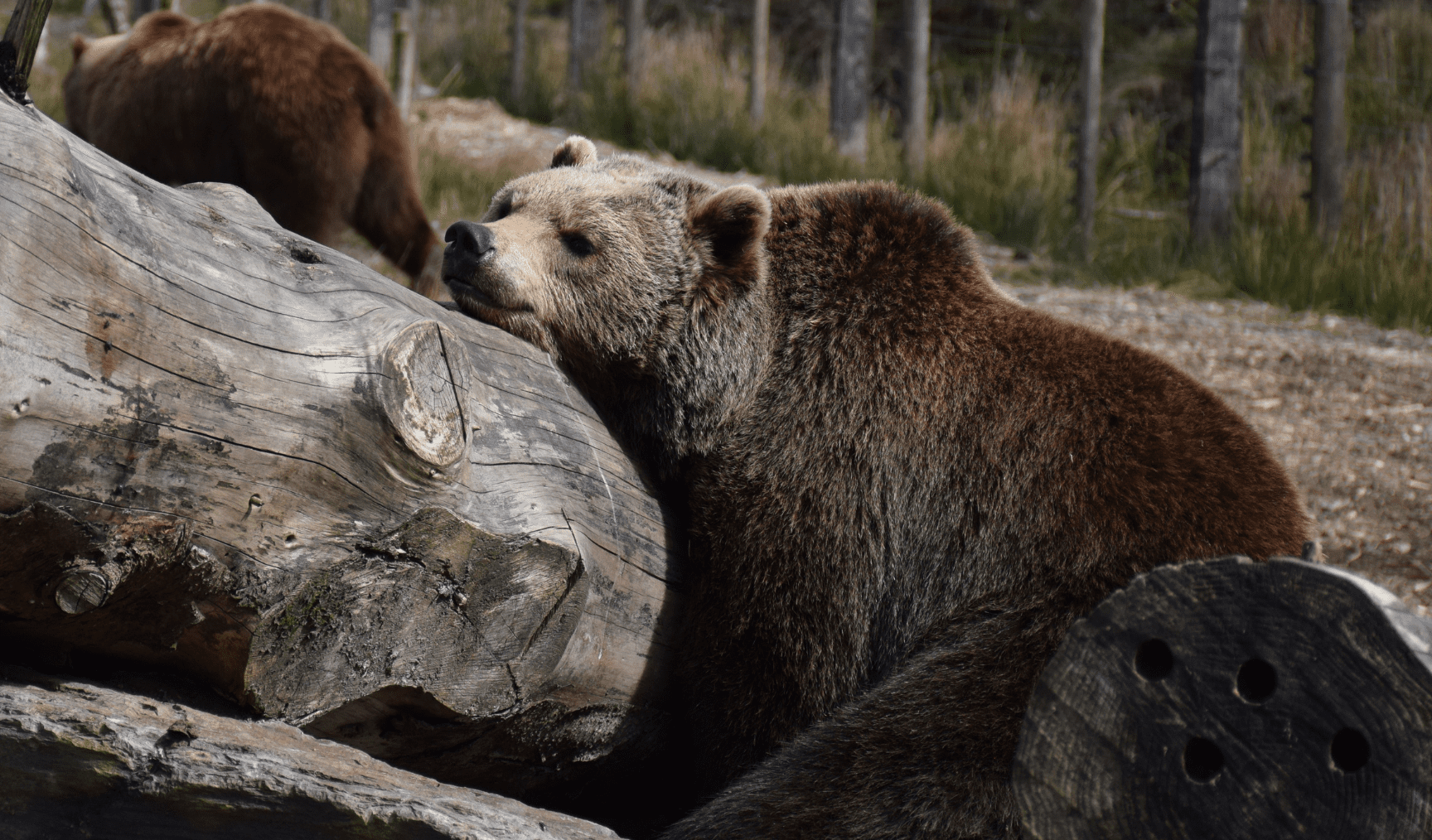 A sleeping grizzly bear