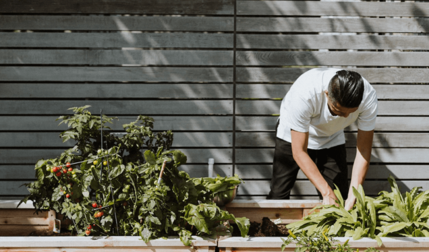 A man tending to a vegetable plot
