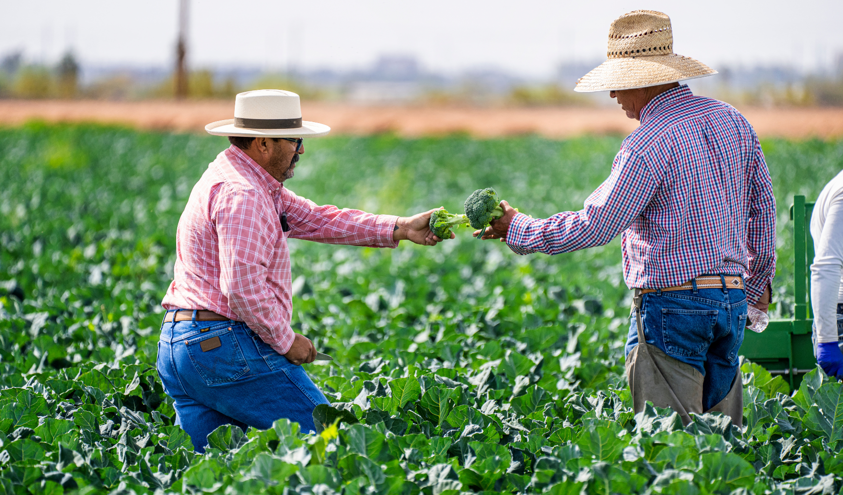 Two people in the middle of a vegetable field, passing crops to each other
