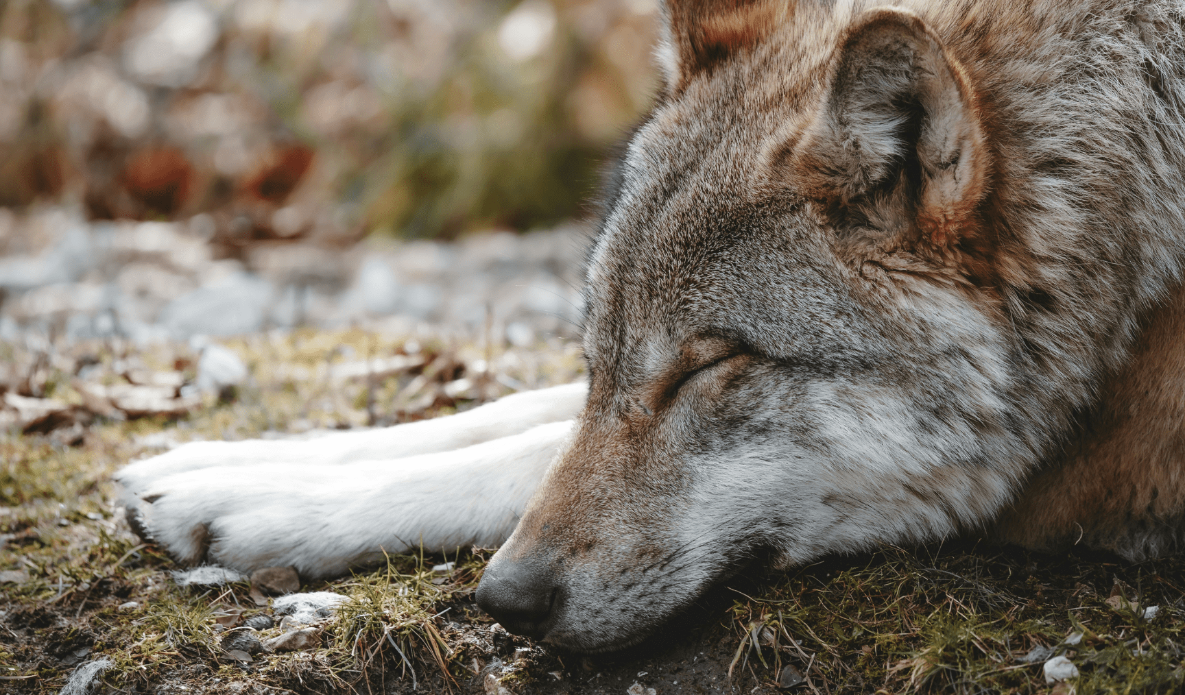 A sleeping wolf